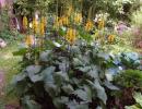 Каталог многолетних цветов для дачи: фото с названиями и описанием Высокорослые многолетние цветы для сада